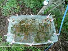 金魚が250匹やって来た!の画像