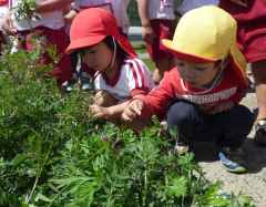 よもぎ採りにいったよ!の画像