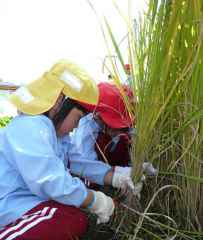 稲刈りしました。の画像