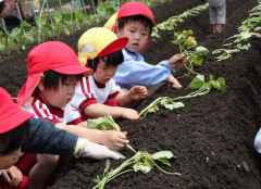 芋の苗植えしたよ！の画像