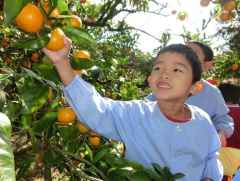 みかん狩りの画像