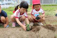 オクラの苗植えの画像