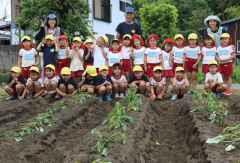 芋の苗植えの画像