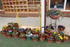 みんなのパンジーの画像