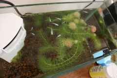 メダカも元気いっぱいの画像