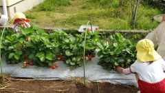 いちごの収穫の画像