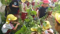 枝豆とったよ２の画像