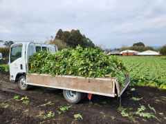 大根とったど～３の画像