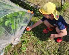 イチゴの収穫の画像