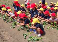 いもの苗植えの画像
