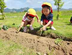 いもの苗植え２の画像