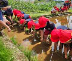 田植えしました。の画像