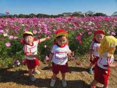 コスモス見学にいったよの画像